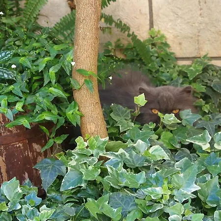 Lägenhet Bose Makarska