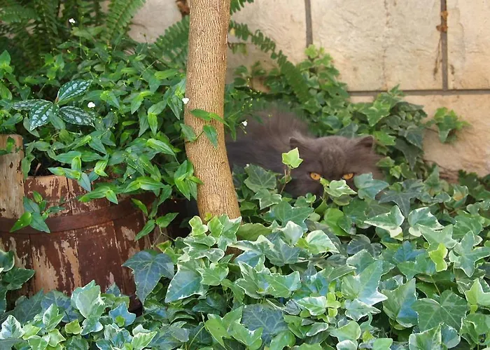 아파트 Bose 마카르스카